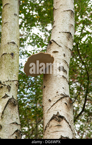 Piptoporus Betulinus, allgemein bekannt als die Birke Polypore, Birke Halterung oder Rasiermesser Streichriemen, Stockfoto