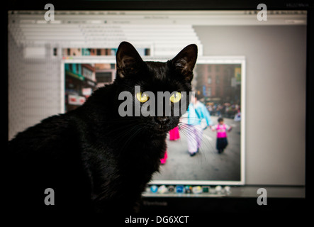 Eine schwarze Katze hilft seinem Besitzer mit Adobe Photoshop in New York auf Montag, 7. Oktober 2013. (© Richard B. Levine) Stockfoto