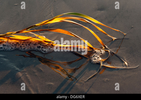 Nahaufnahme von Gräsern auf Treibholz Strand - Jekyll Island, Georgia USA Stockfoto