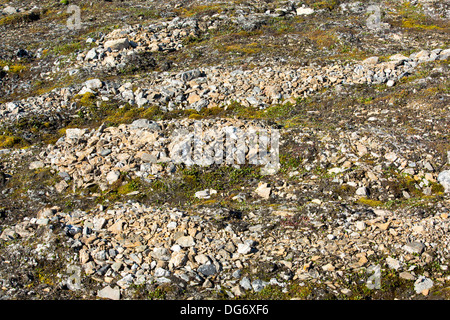 Gemusterte Boden und Steinkreisen gebildet über Permafrost in der Arktis auf Spitzbergen, Svalbard. Stockfoto