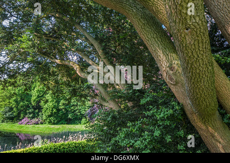 Stamm und Laub der Europäischen Box / Buchsbaum (Buxus Sempervirens) im Wald Stockfoto