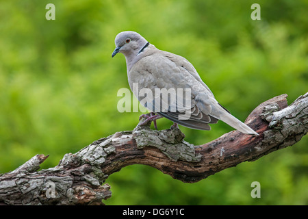 Eurasian Collared Dove (Streptopelia Decaocto) thront auf Ast im Baum Stockfoto