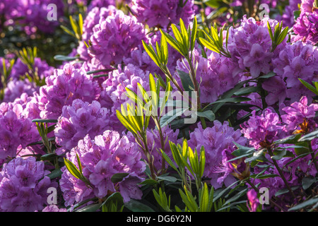 Gemeinsamen Rhododendron / pontische Rhododendron (Rhododendron Ponticum) in Blüte Stockfoto