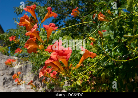 Trumpet Creeper, Campsis Radicans, Blüte in einem französischen Garten Stockfoto