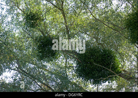 Europäische Mistel, Viscum Album, ein Hemi-Parasit wächst in einer Weide am Ufer des Flusses Dordogne, Gironde, Frankreich Stockfoto
