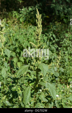 Gemeinsamen Amarant oder Fuchsschwanz Amaranthus Retroflexus, Blüte Stockfoto