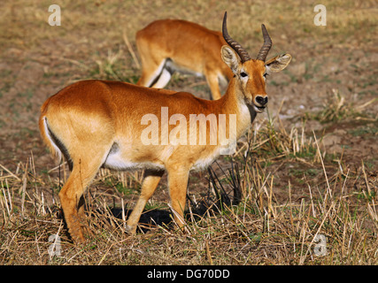 Kobus Vardonii; Puku, South Luangwa Nationalpark, Sambia Stockfoto