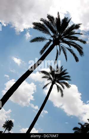 Palmen, die Silhouette gegen einen blauen Wolkenhimmel Stockfoto