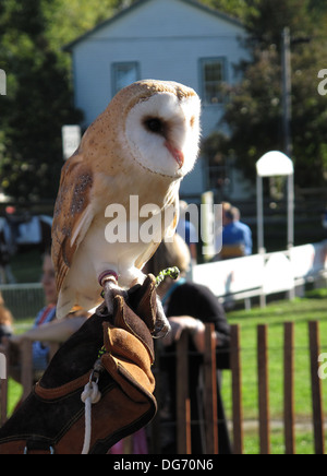 Interaktion mit einer Eule. Stockfoto