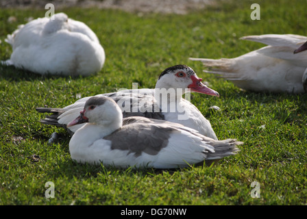 Ein paar von Muscovy Enten auf dem Rasen Stockfoto
