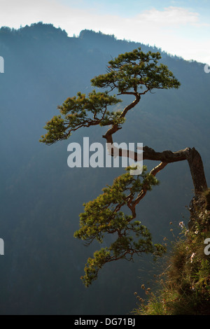 Verdrehte Zweige der allein Kiefer auf dem Gipfel des Sokolica Felsen oberhalb der Schlucht des Flusses Dunajec. Pieniny-Gebirge, Südpolen. Stockfoto