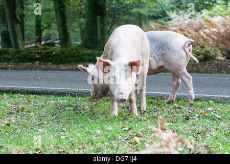 Schweine auf Nahrungssuche für Eicheln im New Forest Stockfoto