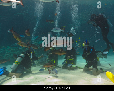 Riesige Kartoffel-Kabeljau (Epinephelus Tukula) Schwarm um Taucher kniend auf dem Sand bei Cod Hole im Great Barrier Reef, Australien Stockfoto