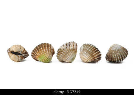 frische Herzmuscheln isoliert auf weiss Stockfoto