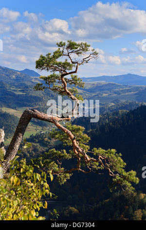 Verdrehte Zweige der allein Kiefer auf dem Gipfel des Sokolica Felsen oberhalb der Schlucht des Flusses Dunajec. Pieniny-Gebirge, Südpolen. Stockfoto