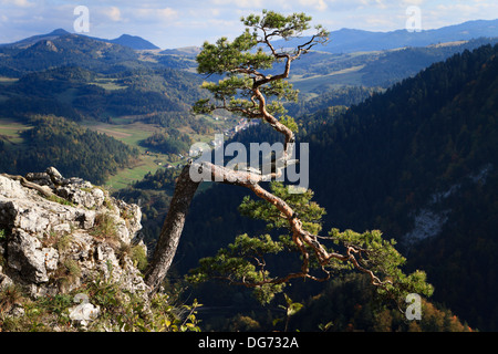 Verdrehte Zweige der allein Kiefer auf dem Gipfel des Sokolica Felsen oberhalb der Schlucht des Flusses Dunajec. Pieniny-Gebirge, Südpolen. Stockfoto