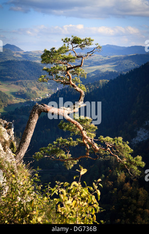 Verdrehte Zweige der allein Kiefer auf dem Gipfel des Sokolica Felsen oberhalb der Schlucht des Flusses Dunajec. Pieniny-Gebirge, Südpolen. Stockfoto