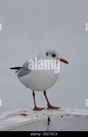 Nahaufnahme einer Möwe in Sopot Pier, Gdansk mit der Ostsee im Hintergrund, Polen 2013. Stockfoto