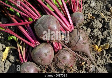 Rote Beete in einem Gemüsegarten. Rübe Wurzel Vielzahl Boltardy. Stockfoto