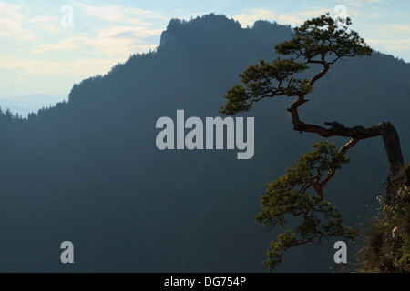 Verdrehte Zweige der allein Kiefer auf dem Gipfel des Sokolica Felsen oberhalb der Schlucht des Flusses Dunajec. Pieniny-Gebirge, Südpolen. Stockfoto