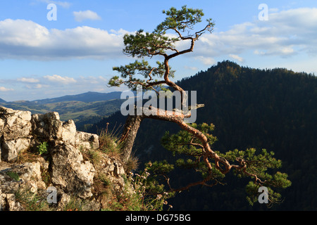 Verdrehte Zweige der allein Kiefer auf dem Gipfel des Sokolica Felsen oberhalb der Schlucht des Flusses Dunajec. Pieniny-Gebirge, Südpolen. Stockfoto