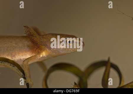 Glatt oder gemeinsame Newt Kaulquappe unter Wasser.  In einem fotografischen Aquarium genommen und zurück in die Wildnis unverletzt Stockfoto