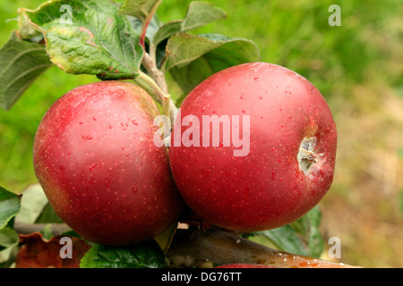 Apple "Norfolk Beefing', Malus Domestica Äpfel verschiedene Sorten wachsen auf Baum Norfolk England Stockfoto