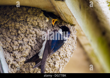 Erwachsenen Mehlschwalbe (Delichon Urbica) Fütterung Küken im Nest unter einem Haus Rinne, UK, Sommer Stockfoto