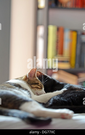 Zwei Katzen spielen, Reinigung und Interaktion zu Hause Stockfoto