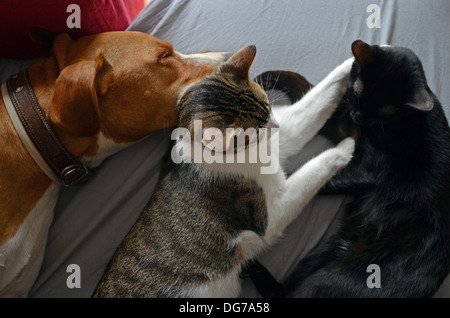 Hund, Sofa mit paar Katzen teilen Stockfoto