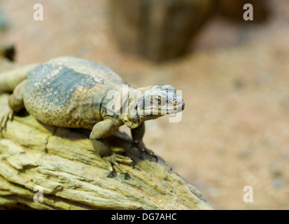 Western Chuckwalla Eidechse Sauromalus Obesus USA, Mexiko Nordamerika frisst Blätter - Folivore, Obst - Frugivore, Blüten, Knospen, Stockfoto