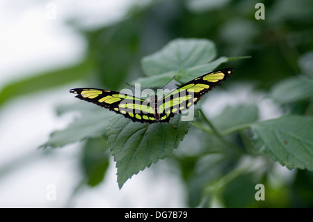 Malachit Schmetterling, Siproeta Stelenes in natürlicher Umgebung Stockfoto