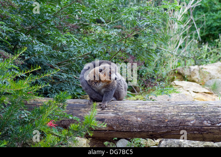 Mungo Lemur Eulemur Mongoz Komoren Madagaskar Stockfoto