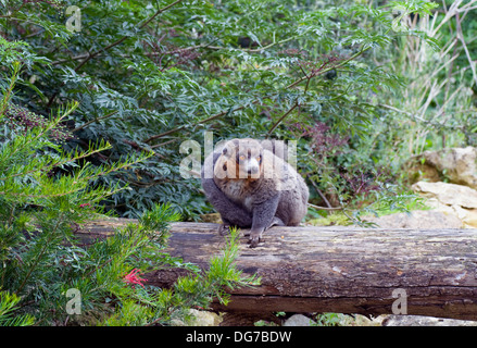 Mungo Lemur Eulemur Mongoz Komoren Madagaskar Stockfoto