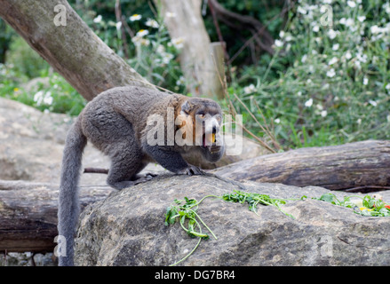 Mungo Lemur Eulemur Mongoz Komoren Madagaskar Fütterung Stockfoto