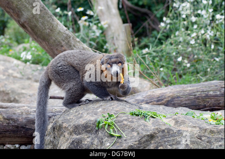 Mungo Lemur Eulemur Mongoz Komoren Madagaskar ernähren sich von Früchten Stockfoto