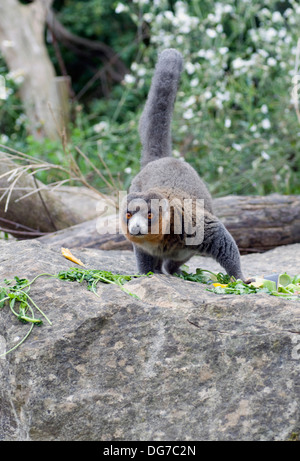 Mungo Lemur Eulemur Mongoz Komoren Madagaskar Stockfoto