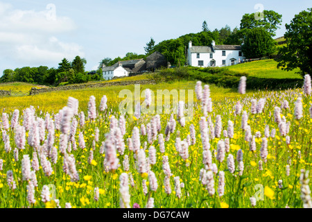 Wasser Bistort, Hahnenfuß, Klee und andere wilde Blumen wachsen in eine artenreiche traditionelle Heu Wiese in Windermere. Stockfoto