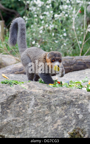 Mungo Lemur Eulemur Mongoz Komoren Madagaskar ernähren sich von Früchten Stockfoto