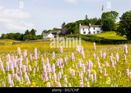 Wasser Bistort, Hahnenfuß, Klee und andere wilde Blumen wachsen in eine artenreiche traditionelle Heu Wiese in Windermere. Stockfoto