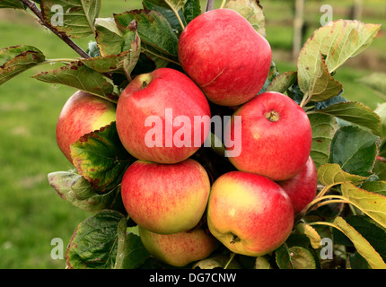 Apple "Monarch", Malus Domestica Äpfel verschiedene Sorten wachsen auf Baum Norfolk England UK Stockfoto
