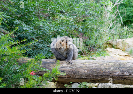 Mungo Lemur Eulemur Mongoz Komoren Madagaskar Stockfoto