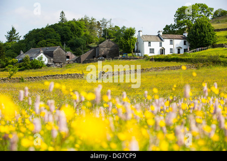 Wasser Bistort, Hahnenfuß, Klee und andere wilde Blumen wachsen in eine artenreiche traditionelle Heu Wiese in Windermere. Stockfoto