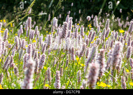 Wasser Bistort, Hahnenfuß, Klee und andere wilde Blumen wachsen in eine artenreiche traditionelle Heu Wiese in Windermere. Stockfoto