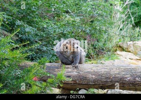 Mungo Lemur Eulemur Mongoz Komoren Madagaskar Stockfoto