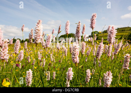 Wasser Bistort, Hahnenfuß, Klee und andere wilde Blumen wachsen in eine artenreiche traditionelle Heu Wiese in Windermere. Stockfoto