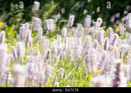 Wasser Bistort, Hahnenfuß, Klee und andere wilde Blumen wachsen in eine artenreiche traditionelle Heu Wiese in Windermere. Stockfoto