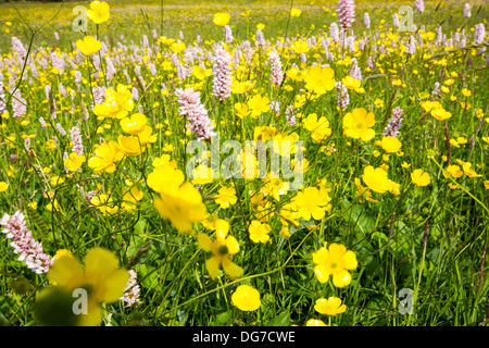 Wasser Bistort, Hahnenfuß, Klee und andere wilde Blumen wachsen in eine artenreiche traditionelle Heu Wiese in Windermere. Stockfoto