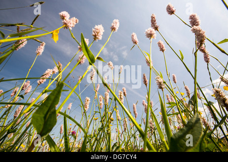 Wasser Bistort, Hahnenfuß, Klee und andere wilde Blumen wachsen in eine artenreiche traditionelle Heu Wiese in Windermere. Stockfoto