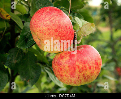 Apple "Queen Cox", Vielzahl, benannt Malus Domestica Äpfel Sorten wachsen auf Baum Norfolk England UK Stockfoto